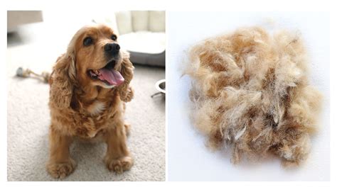 does cocker spaniel shed a lot